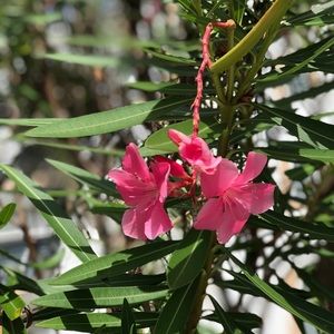 Meet your Posher, Vonda